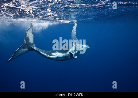 Buckelwale unter Wasser Stockfoto