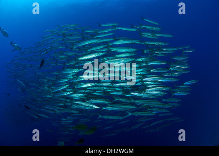 Fischschwarm Silberstrich Barrakudas, Sphraena Jello, Ras Muhammad, Rotes Meer, Sinai, Ägypten Stockfoto