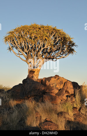 Sonnenaufgang auf den Köcherbaumwald in der Nähe von Keetmanshoop, Namibia mit mehreren Rock Hyrax, Procavia Capensis, in der Sonne aalen Stockfoto