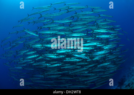 Fischschwarm Silberstrich Barrakudas, Sphraena Jello, Ras Muhammad, Rotes Meer, Sinai, Ägypten Stockfoto