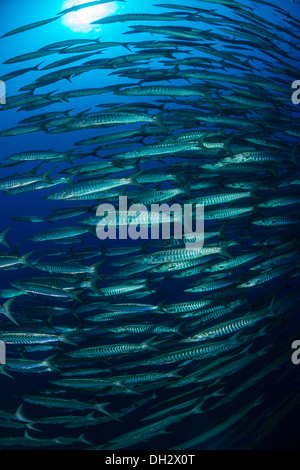 Fischschwarm Silberstrich Barrakudas, Sphraena Jello, Ras Muhammad, Rotes Meer, Sinai, Ägypten Stockfoto