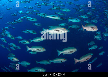 Fischschwarm von Zweipunkt Red Snapper, Lutjanus Bohar Ras Muhammad, Rotes Meer, Sinai, Ägypten Stockfoto