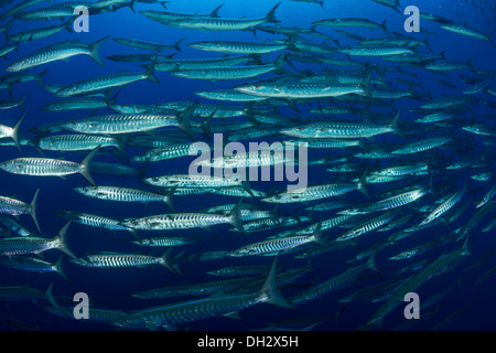 Fischschwarm Silberstrich Barrakudas, Sphraena Jello, Ras Muhammad, Rotes Meer, Sinai, Ägypten Stockfoto