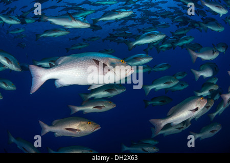 Fischschwarm von Zweipunkt Red Snapper, Lutjanus Bohar Ras Muhammad, Rotes Meer, Sinai, Ägypten Stockfoto