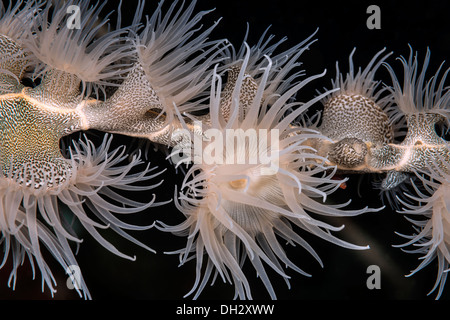 Gorgonien Wrapper Anemone, Nemanthus Annamensis, Pantar, Alor Archipel, kleinen Sunda-Inseln, Indonesien Stockfoto