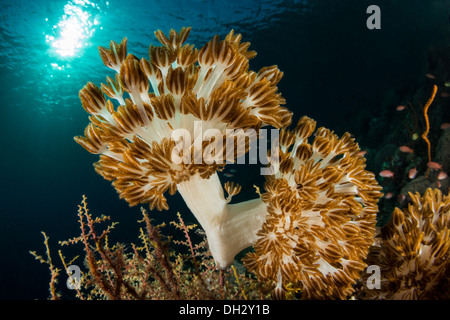 Blume weiche Koralle, Xenia SP., Pantar, Alor Archipel, kleinen Sunda-Inseln, Indonesien Stockfoto