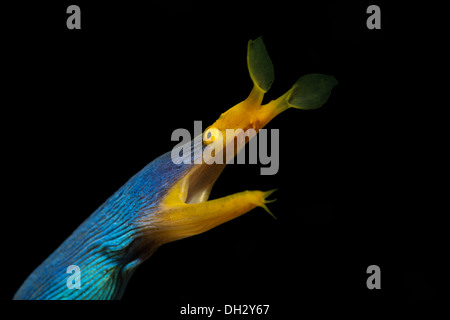 Blue Ribbon Muräne, Rhinomuraena Quaesita, Pantar, Alor Archipel, kleinen Sunda-Inseln, Indonesien Stockfoto