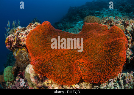 Fluoreszierende Teppich-Anemone, regelmäßig Mertensii, Pantar, Alor Archipel, kleinen Sunda-Inseln, Indonesien Stockfoto