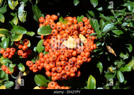 Pitesti, Rumänien. 21. Oktober 2013. Orange Firethorns (Pyracantha) bedeckt mit grünen und ein paar gelbe Blätter in Pitesti, Rumänien, 21. Oktober 2013. Foto: JENS KALAENE/Dpa/Alamy Live News Stockfoto