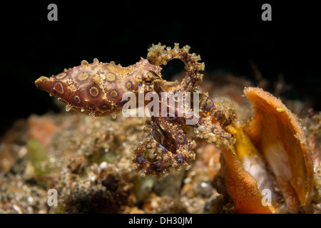 Blue Ring Octopus, Hapalochlaena SP. 5, Lembeh Strait, Nord-Sulawesi, Indonesien Stockfoto