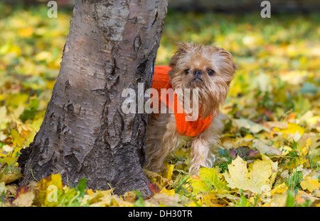 Hund der Rasse der Brüsseler Griffon sitzt in einem Park im Herbst. Stockfoto