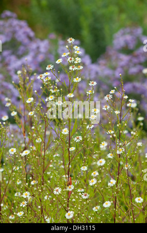 Zarte weiße Gänseblümchen mit blassen Grünes Laub vor lila Astern im Spätsommer Stockfoto