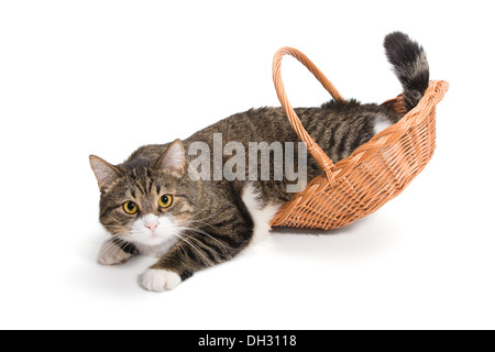 Katze aufgewachsen und er brauchte ein großes Haus (Korb) Stockfoto