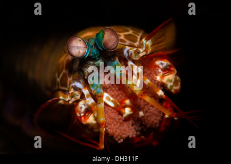 Fangschreckenkrebse hält seinen Eiern Odontodactylus Scyllarus, Lembeh Strait, Nord-Sulawesi, Indonesien Stockfoto