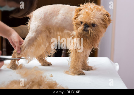Haarschnitt Brüsseler Griffon Hunderasse, Hund bleibt stehen Stockfoto