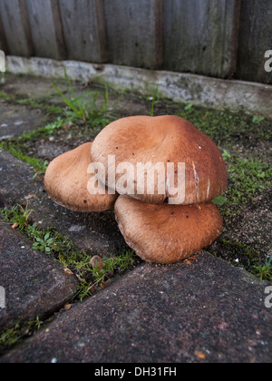 Rutschige Jack Suillus Luteus wachsen durch Ziegel zu weben, Pflasterarbeiten, Norfolk UK Stockfoto