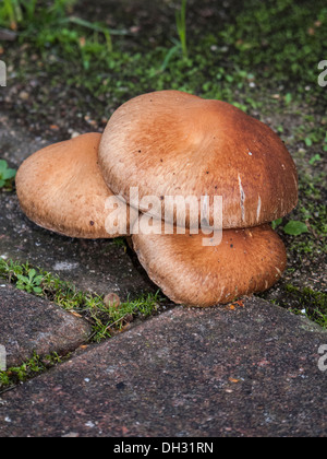 Rutschige Jack Suillus Luteus Fliegenpilz wächst in Backstein weben Pflaster Stockfoto