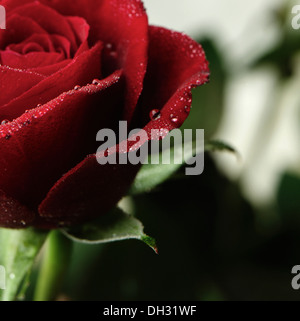 Rose, Nahaufnahme Schuss oder rot Rosa beschnitten. Stockfoto