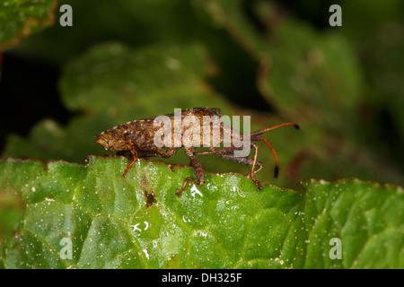 Coreus Marginatus, Dock Bug Stockfoto