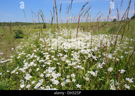 Feld Vogelmiere, Cerastium arvense Stockfoto