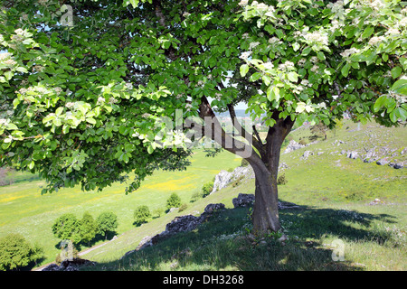 Sorbus Aria, Mehlbeere, schwäbischen Jura, Deutschland Stockfoto