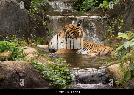 Die malayischen Tiger (Panthera Tigris) in einem künstlichen tropischen See und Wasserfällen. Stockfoto