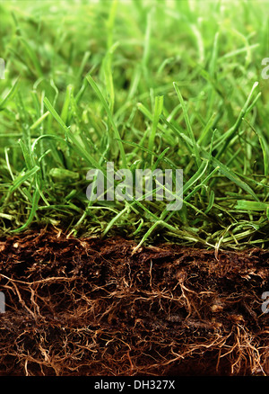 Grass, Schnitt durch Boden Pflanze wächst oberhalb und unterhalb der Erde zeigen. Stockfoto