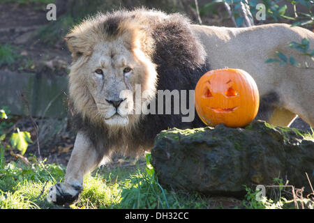 London, UK. 30. Oktober 2013. Luzifer inspiziert der Löwe, Blut spritzte Kürbisse in seinem Gehege. Tiere im weltberühmten ZSL London Zoo bekommen ein Halloween-inspirierte Abendessen zu einem gruseligen Festlichkeiten teilzunehmen. Foto: Nick Savage/Alamy Live-Nachrichten Stockfoto