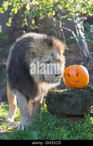 London, UK. 30. Oktober 2013. Luzifer inspiziert der Löwe, Blut spritzte Kürbisse in seinem Gehege. Tiere im weltberühmten ZSL London Zoo bekommen ein Halloween-inspirierte Abendessen zu einem gruseligen Festlichkeiten teilzunehmen. Foto: Nick Savage/Alamy Live-Nachrichten Stockfoto