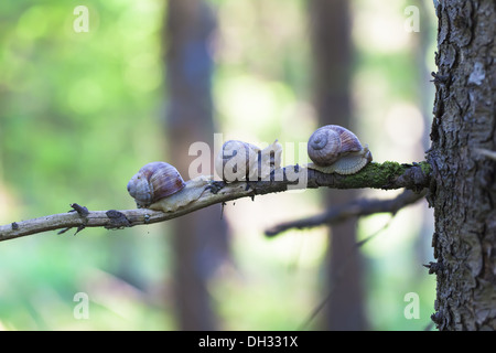 Schnecken Helix Pomatia im Wald auf einem Ast Stockfoto