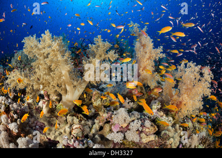 Bunte Korallenriff, Elphinstone Reef, Rotes Meer, Ägypten Stockfoto