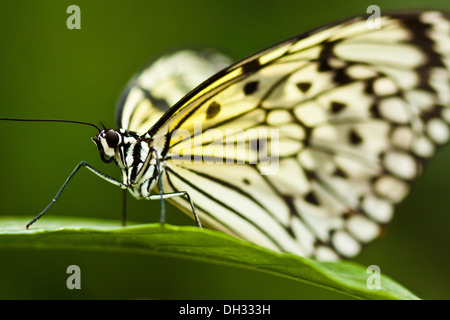 Papier-Drachen, Reispapier (Idee Leuconoe) Stockfoto