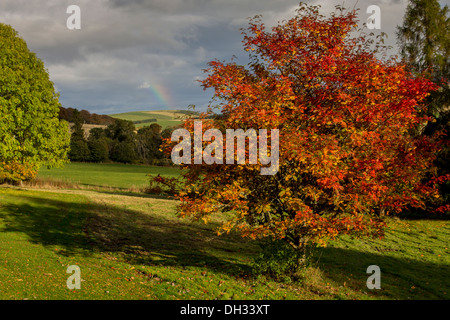 ROWAN TREE [SORBUS] IM HERBST MIT GELBEN BEEREN UND BUNTE BLÄTTER EIN REGENBOGEN ÜBER DEN HÜGELN IN DER FERNE ZEIGT Stockfoto
