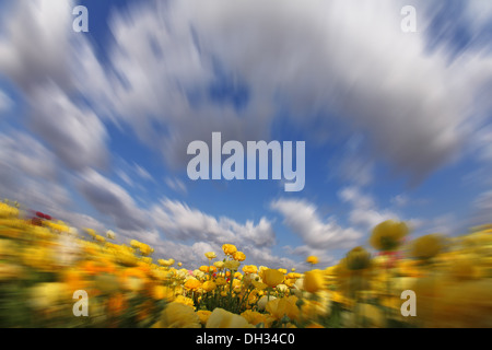 Die Wolken fliegen über gelbe Butterblumen Stockfoto