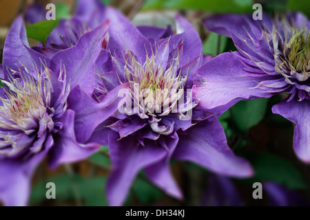 lila Clematis-Blüten Stockfoto