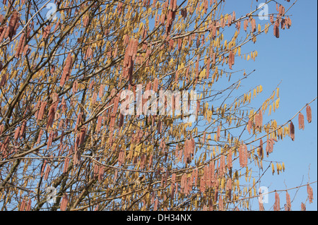 Hazel Kätzchen Stockfoto