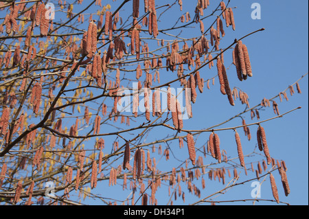 Kätzchen von der lila-Blatt-Hasel Stockfoto