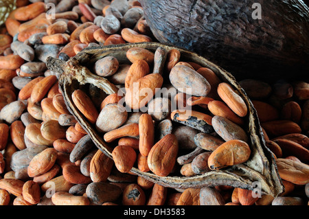 Kakaobohne, Theobroma Cacao. Kakaobohnen und Pod. Mexiko, Oaxaca, Stockfoto