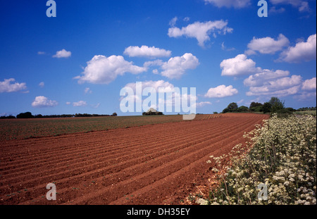 Kartoffel, Solanum Tuberosum. Landschaft mit neu vorbereiteten Kartoffelfeld in England, Norfolk, Stockfoto