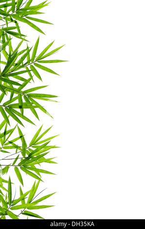 Bambus-Blätter Stockfoto