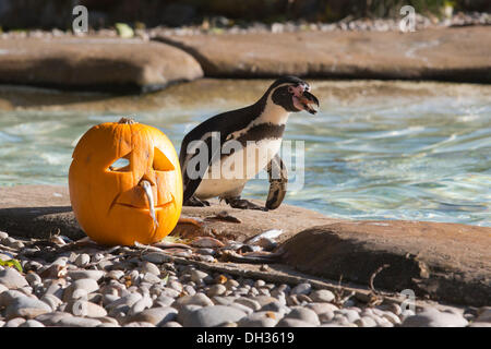 London, UK. 30. Oktober 2013. Ein kleiner Humboldt-Pinguin (Spheniscus Humboldti) begegnet einen Kürbis in seinem Gehege. Tiere im weltberühmten ZSL London Zoo bekommen ein Halloween-inspirierte Abendessen zu einem gruseligen Festlichkeiten teilzunehmen. Foto: Nick Savage/Alamy Live-Nachrichten Stockfoto