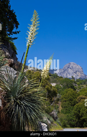 Unsere Herren-Kerze Hesperoyucca Whipplei. Spikes von cremigen gelben Blüten erstreckt sich von Rosette steifen Wirbelsäule kippte Blätter. Stockfoto