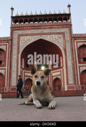 Hund vor dem Eingang zu den Taj Mahal, Agra, Uttar Pradesh, Indien, Asien Stockfoto