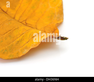 Herbst Blatt Stockfoto