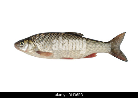 Fisch-Hasel auf weißem Hintergrund Stockfoto