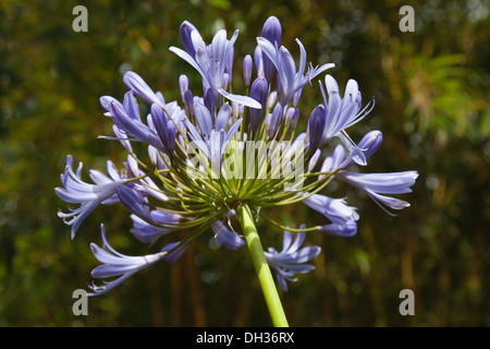 Agapanthus. Nahaufnahme von Agapanthus Africanus, Dolde blau, trompetenförmigen Blüten. England, West Sussex Chichester. Stockfoto