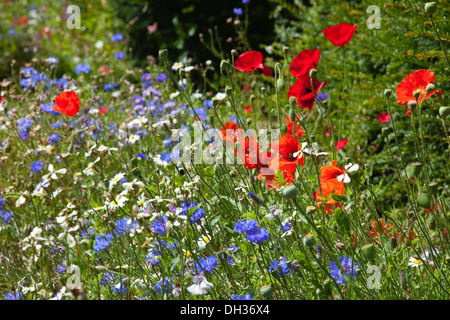 Kornblume Centaurea Cyanus. Wiese von gemischten Wildblumen wie Kornblumen Feld Mohn und Gänseblümchen. West Sussex England Stockfoto