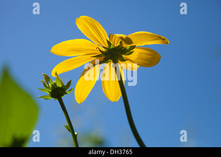 Cutleaf Sonnenhut, Rudbeckia Laciniata Herbstsonne. Zwei Blumen gegen blauen Himmel mit Blütenblättern gebildet transluzent in Sonnenschein. Stockfoto