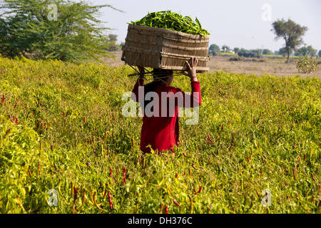 Frau mit Korb auf rote Chilischote Gebiet Jodhpur Rajasthan Indien Stockfoto