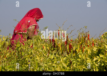 Indische Frauen arbeiten im Bereich der rote Chilischote in Jodhpur Rajasthan Indien Herr #786 Stockfoto